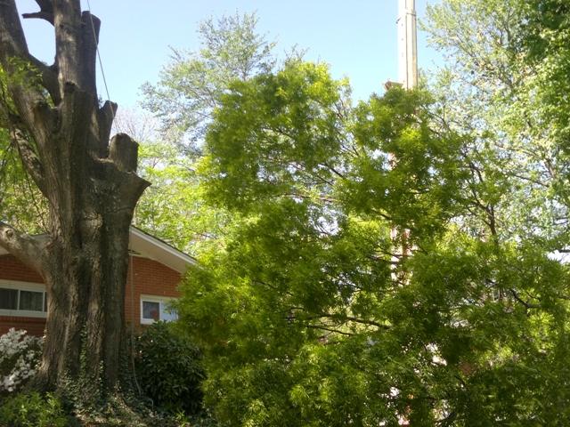 Tree Experts