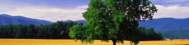 Newsome's Tree Surgery Testimonials Muncie and Anderson
