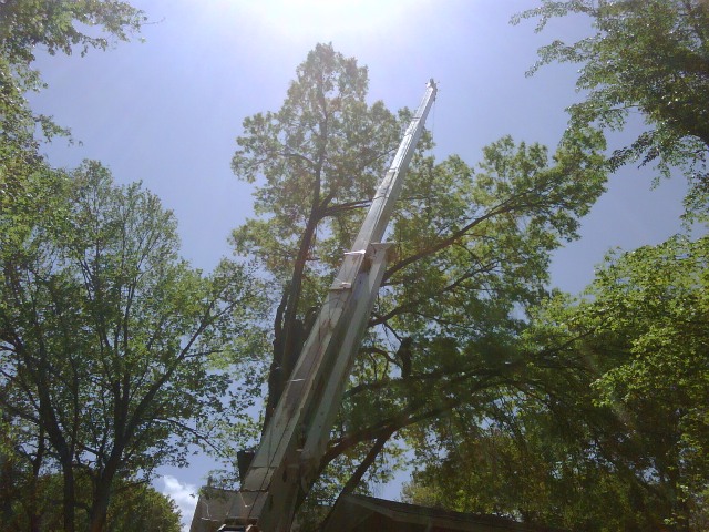 Tree Removal in Muncie