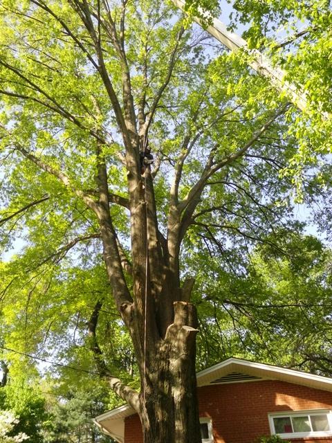 Tree Service